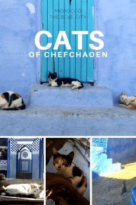 cats of chefchaoen Pinterest